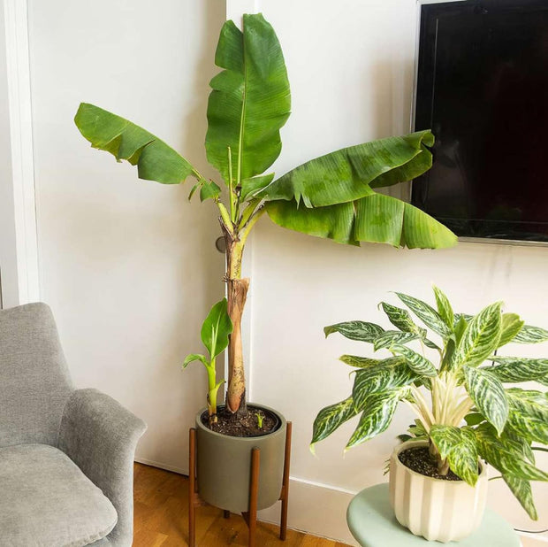 🔥Last Day Sale - 60% OFF 🍌Rare Fruit Seeds for Planting 100 Banana Tree Seeds for Planting