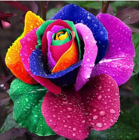 🌹Rainbow Rose Seeds
