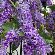 🌿WISTERIA FLOWER SEEDS--NATURE'S PURPLE ELEGANCE