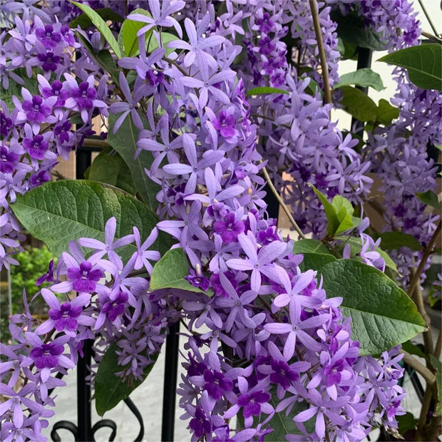 🌿WISTERIA FLOWER SEEDS--NATURE'S PURPLE ELEGANCE