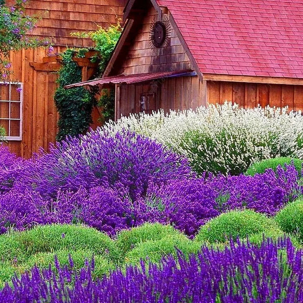 Last Day Sale - 60% OFF💐Provence Lavender Seeds Fragrant Organic Flower Seeds Home Garden Bonsai Plant