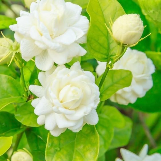 Cape Jasmine Seeds-50% OFF
