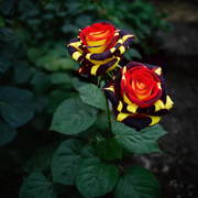 🌹Rare Rose "Firebird" -Love Flower