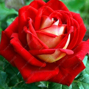 bag Black Rose Flower Colorful Rose Petals Plant Seeds for Home Garden