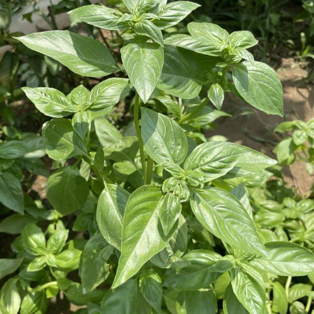 Nine Layer Tower Basil Seeds