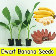 Drawf Banana Seeds