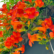 🧡Campsis Radicans - The First Choice In Summer