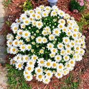 Popular Groundcover-Daisy Seeds