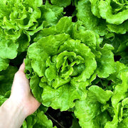 🌱🌱Organic Green Lettuce Seeds