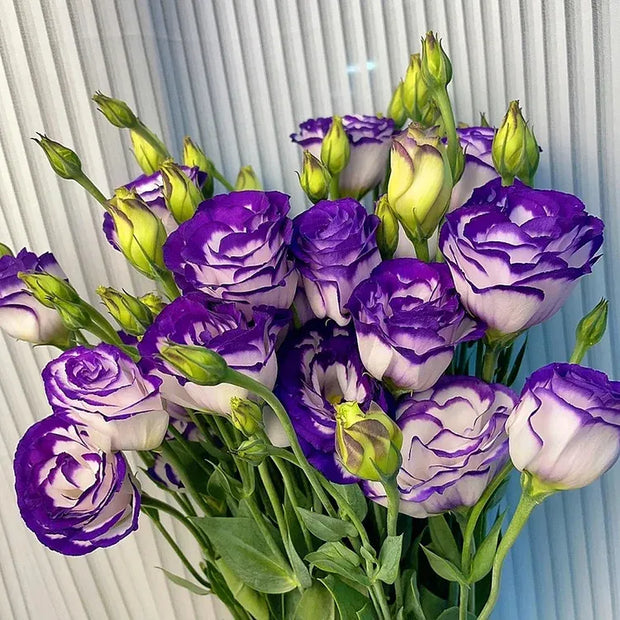🌺Lisianthus - Sincere Love