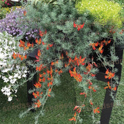 🦜Parrot's Beak Lotus Japonicus Seeds🌿