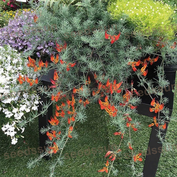 🦜Parrot's Beak Lotus Japonicus Seeds🌿