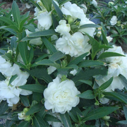 Mixed Color Double Flower Impatiens Seeds