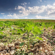 🌻🌻Teddy Bear Sunflower Seeds