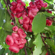 🔥HOT SALE-Wax-apple Fruit Seeds🍹