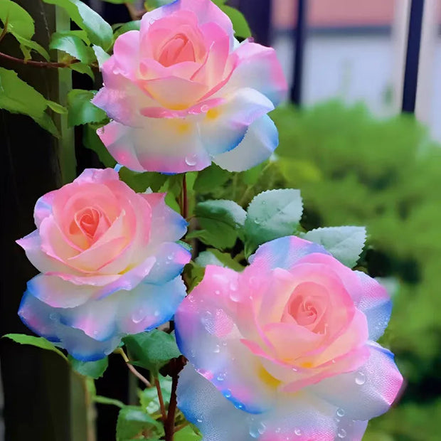 💥50% OFF 💙Blue Enchantress Mix Blue Rose Seeds✨