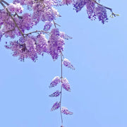 🌿WISTERIA FLOWER SEEDS--NATURE'S PURPLE ELEGANCE