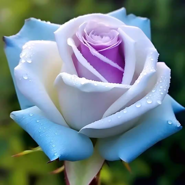 🌹Icy Rose "Frost Queen"