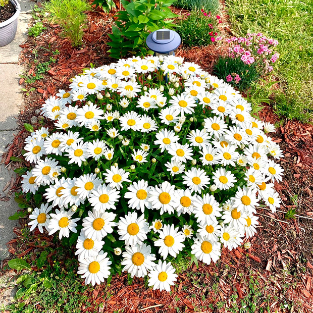 Popular Groundcover-Daisy Seeds