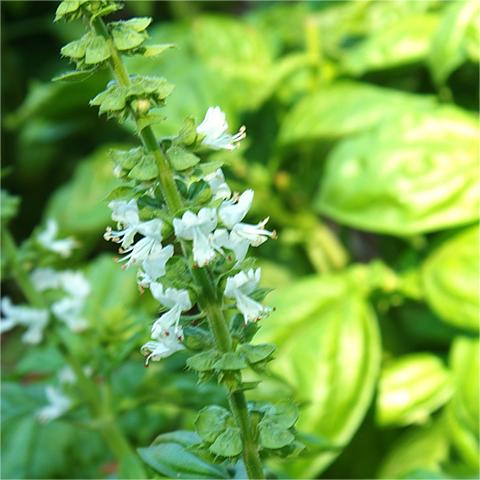 Nine Layer Tower Basil Seeds