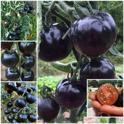 50/100 Organic Indigo Rose Tomato Seeds, Heirloom, Non-GMO, Solanum Lycopersicum😍