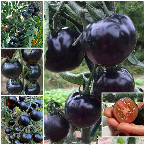 50/100 Organic Indigo Rose Tomato Seeds, Heirloom, Non-GMO, Solanum Lycopersicum😍