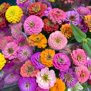 🌺Double Zinnia Mixed Color Seeds