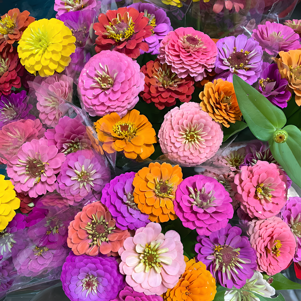 🌺Double Zinnia Mixed Color Seeds