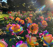🌹Rainbow Rose Seeds