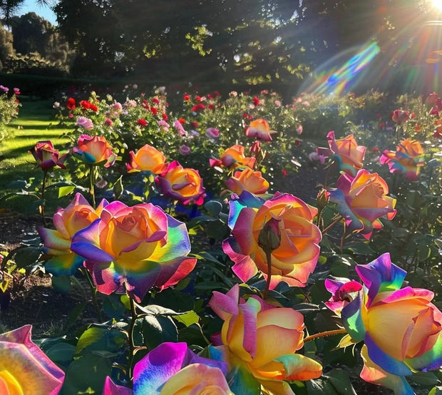 🌹Rainbow Rose Seeds