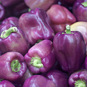 Rainbow Sweet Bell Pepper Seeds