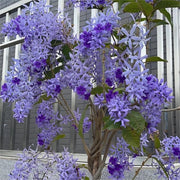 🌿WISTERIA FLOWER SEEDS--NATURE'S PURPLE ELEGANCE