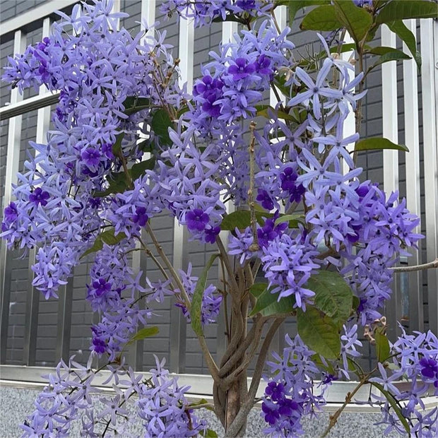 🌿WISTERIA FLOWER SEEDS--NATURE'S PURPLE ELEGANCE