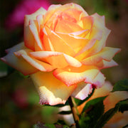 🌺Last Day Sale - 60% OFF💐Beautiful Mini Rose Seeds