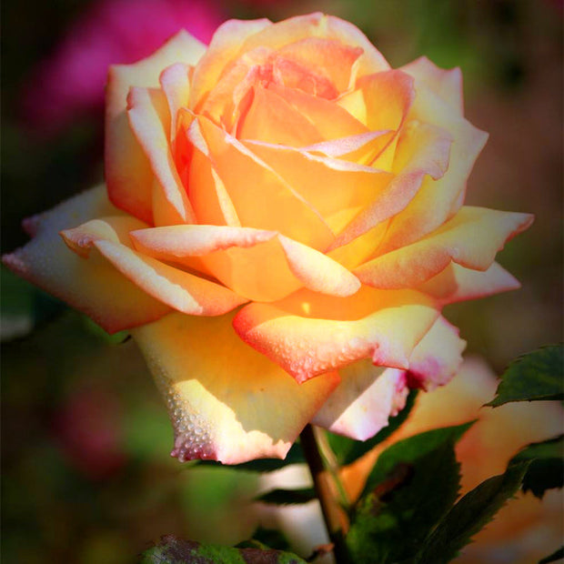 🌺Last Day Sale - 60% OFF💐Beautiful Mini Rose Seeds