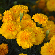 Good Companion For Vegetable Garden:Mixed French Marigold Seeds