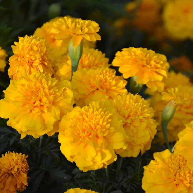 Good Companion For Vegetable Garden:Mixed French Marigold Seeds