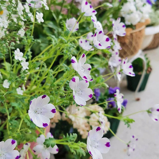 💙Baby-Blue-Eyes Seeds—Sky Color