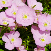 🌸Beautiful evening primrose seeds