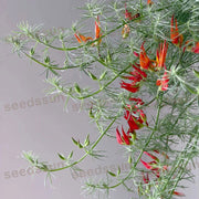 🦜Parrot's Beak Lotus Japonicus Seeds🌿