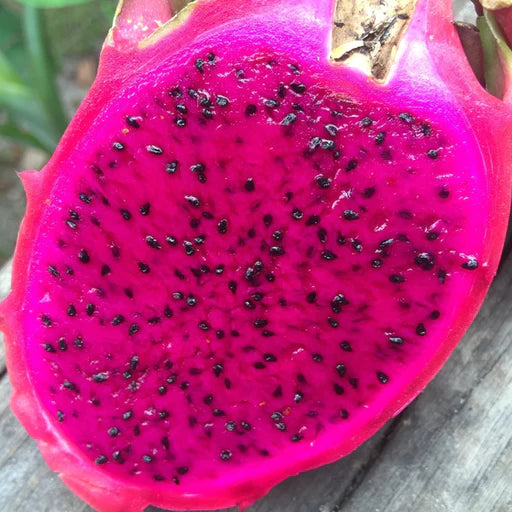 Red Pitaya Fruit Seeds