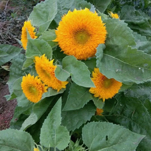 🌻🌻Teddy Bear Sunflower Seeds