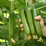 Big Sale -Crisp Cucumbers Seeds