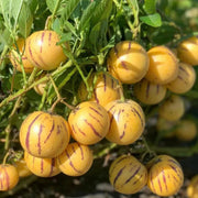 Last Day Sale - 60% OFF🍈 Solanum Muricatum Melon Pear（Ginseng fruit）Seeds(98% Germination)⚡