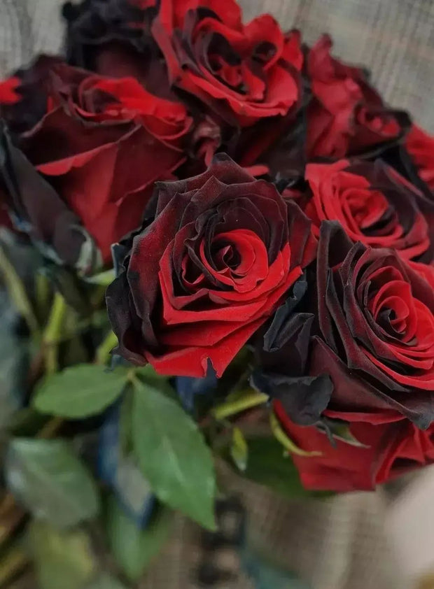 Carmen Rose - Twin Red Black Rose Seeds