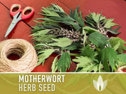 Motherwort Herb Seeds - Heirloom Seeds, Medicinal Herb Seeds, Heart Health, Stress Reduction, Ornamental, Pollinator Garden, OP, Non-GMO