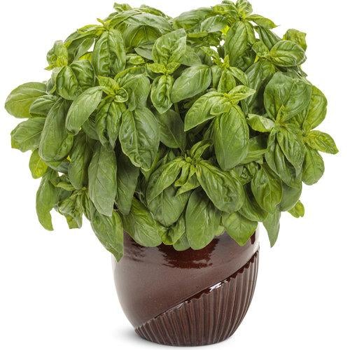 🌱Pesto Besto Sweet Italian Basil
