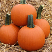 Red Baby Pumpkin: A Tiny, Sweet Delight for Your Garden and Table! 🎃🌿