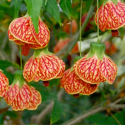 🌼Last Day Sale - 60% OFF💐Abutilon Pictum Seeds