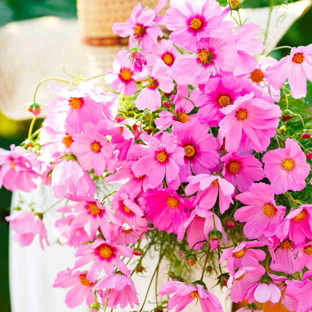 Crazy For Mixed Cosmos Flower Seed